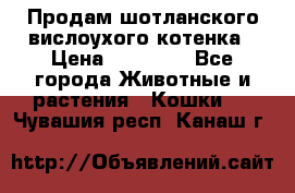 Продам шотланского вислоухого котенка › Цена ­ 10 000 - Все города Животные и растения » Кошки   . Чувашия респ.,Канаш г.